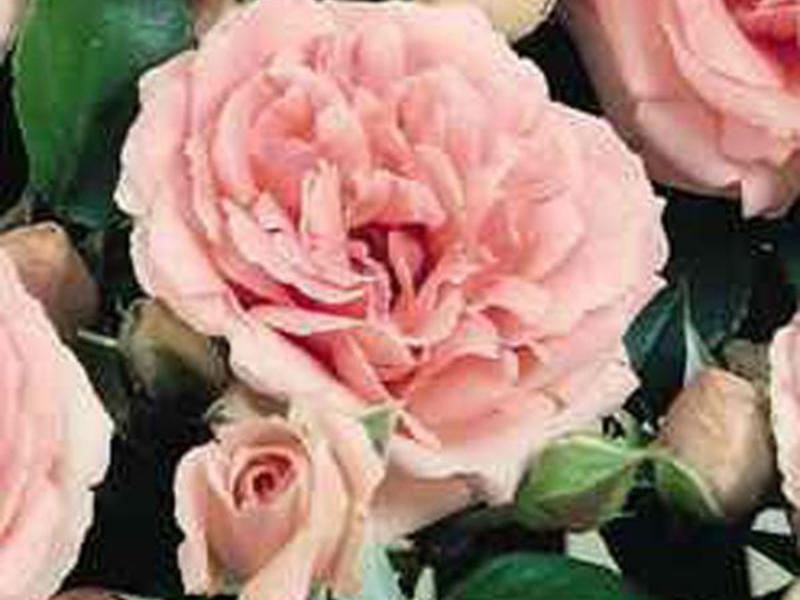 Blooming period of roses