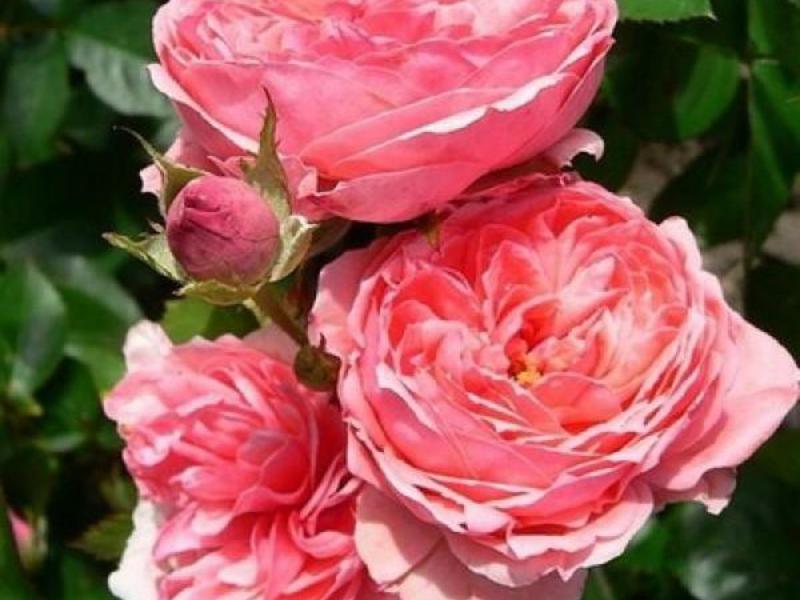 Floribunda rose