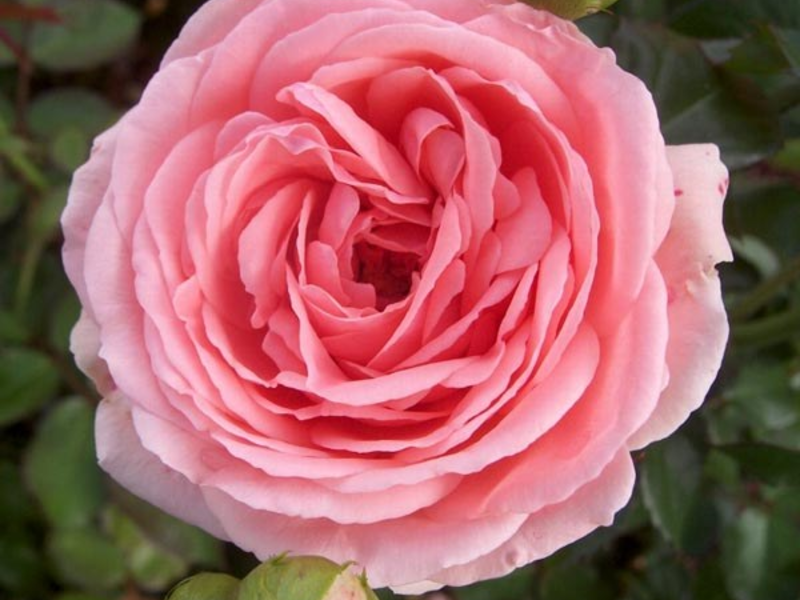 Floribunda rose varieties