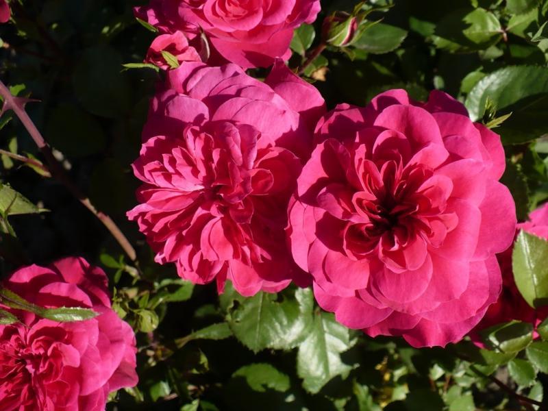 Floribunda rose in the garden