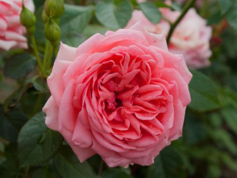 Floribunda rose scent