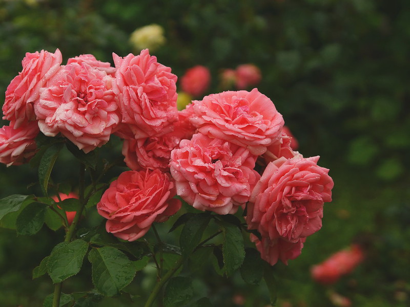 How to properly water floribunda roses