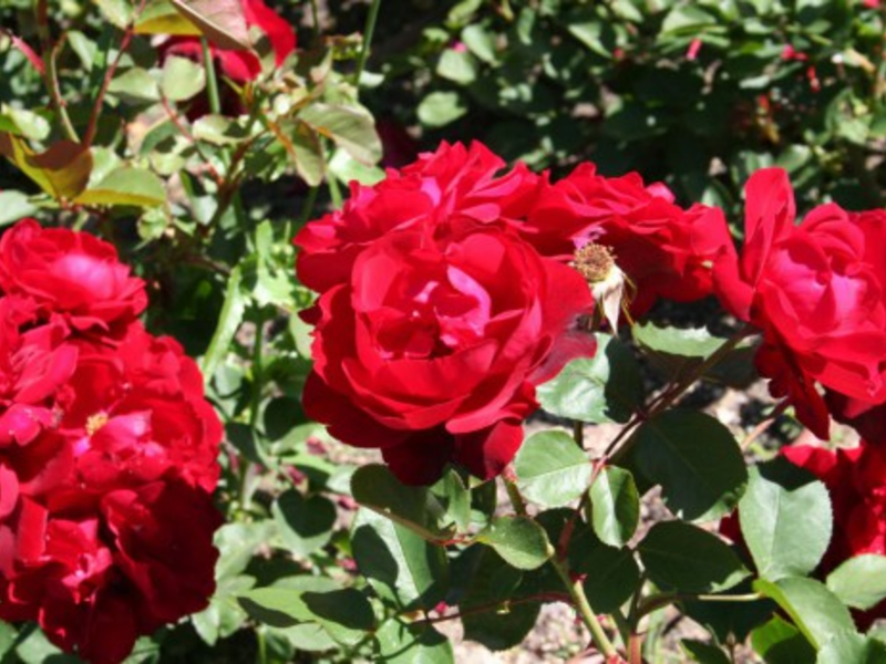 Floribunda rose varieties