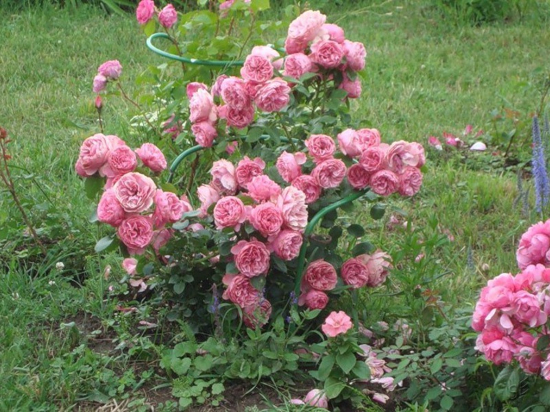 Floribunda rose