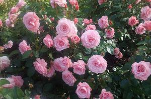 Care and propagation of roses