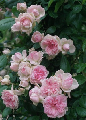 Floribunda roses in the garden