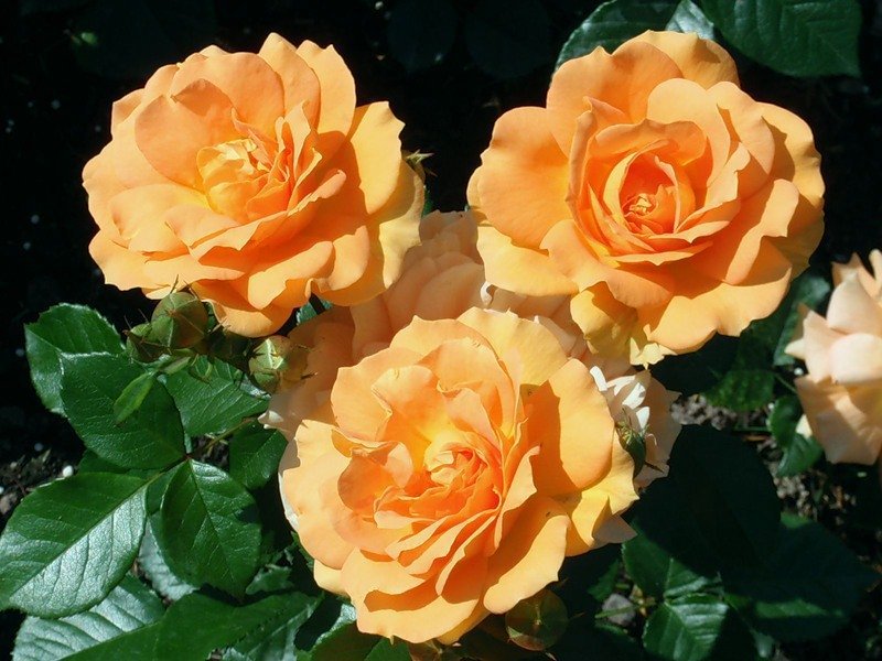 Interesting variety of roses