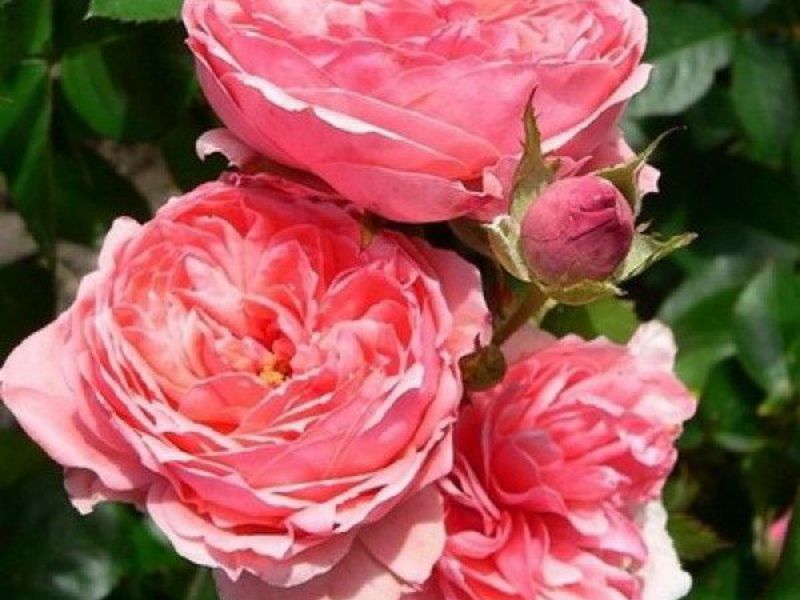 How floribunda roses are grown