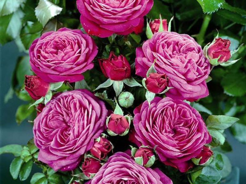 Description of the variety of roses