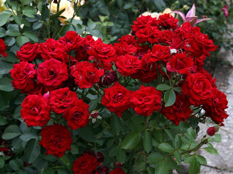 What is the peculiarity of caring for floribunda roses