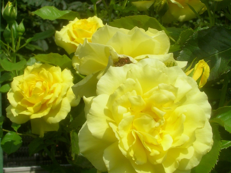 How to grow roses on the site