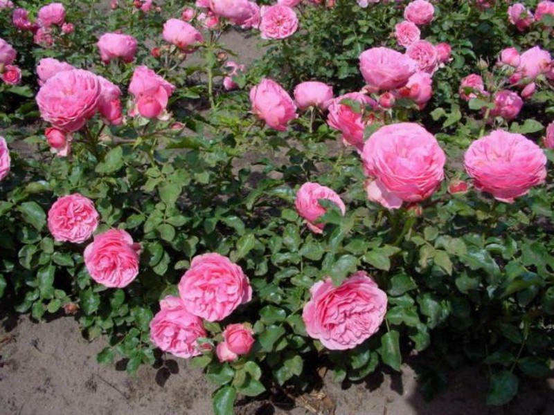 Features of the variety of roses