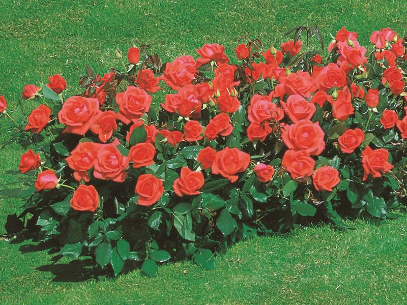 Varieties and types of roses