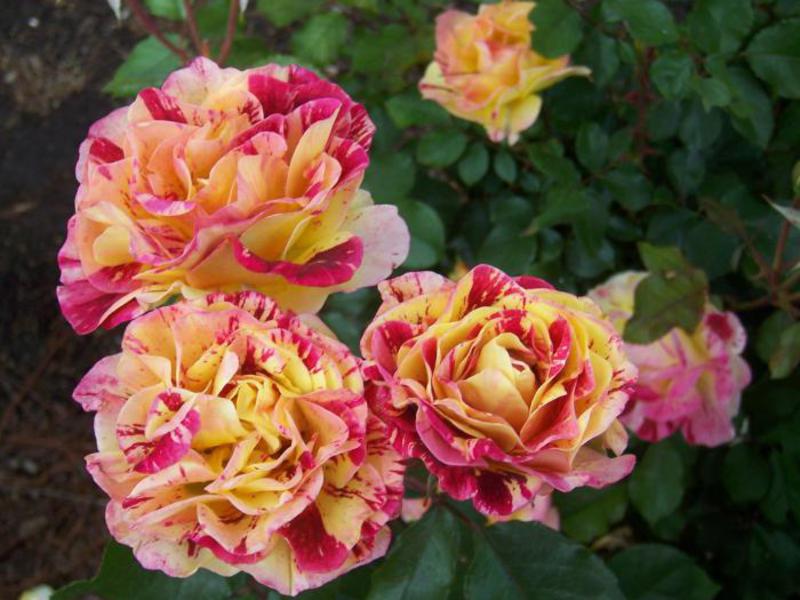 Conditions for growing roses