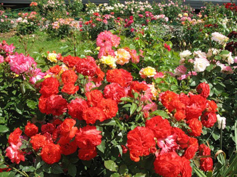 Floribunda roses