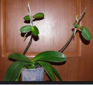 How to transplant phalaenopsis