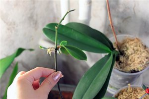 How not to damage orchid roots