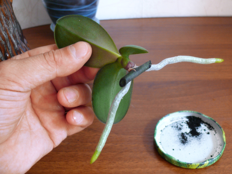 Propagating an orchid