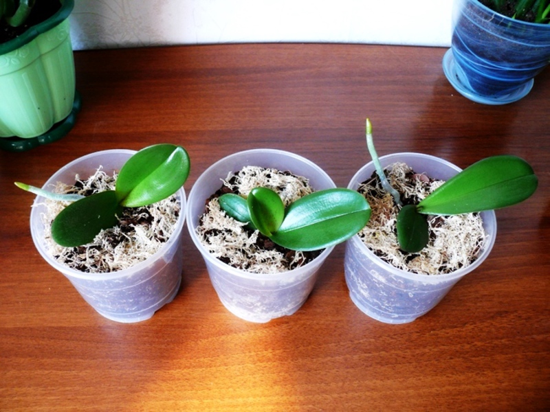 Orchid baby transplant