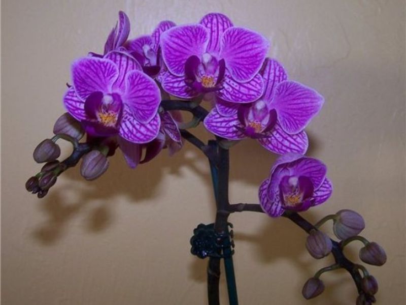 How to water phalaenopsis orchids