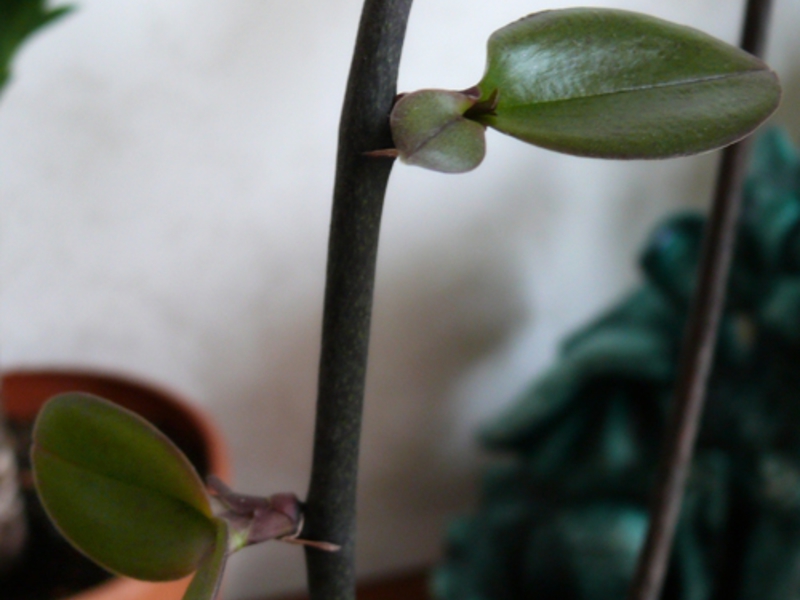 Eorchid propagation