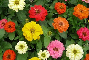 Zinnia flowers