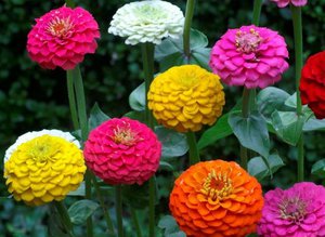 Description of the plant zinnia