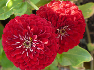 Blooming zinnias in the garden