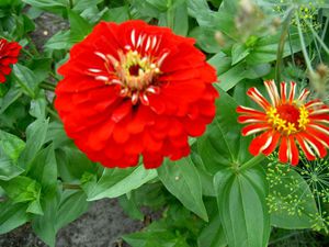 Zinnia plant