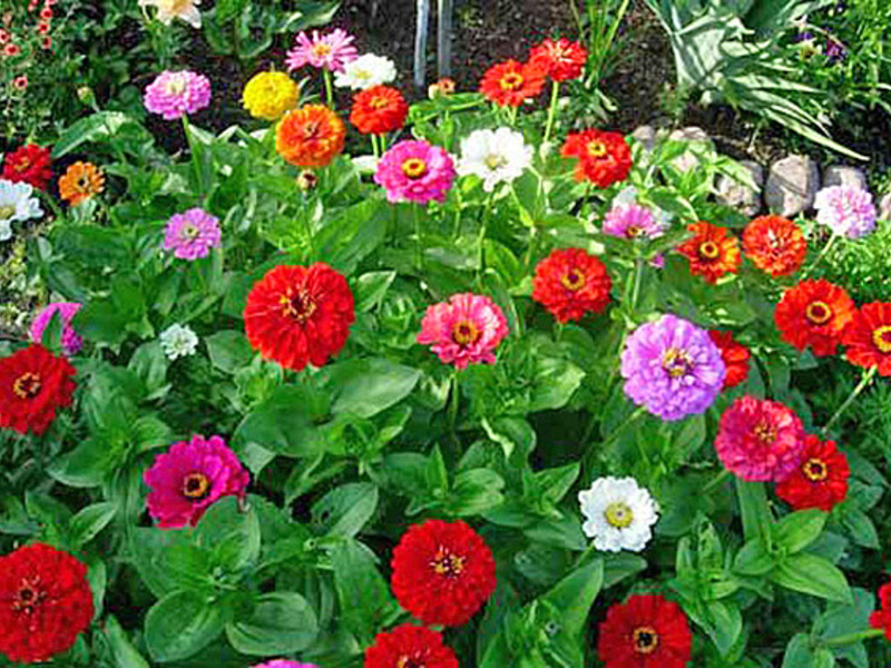 Zinnia flowers