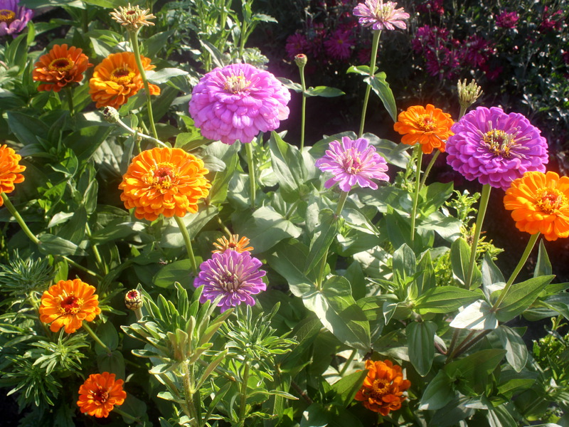 Beautiful zinnias