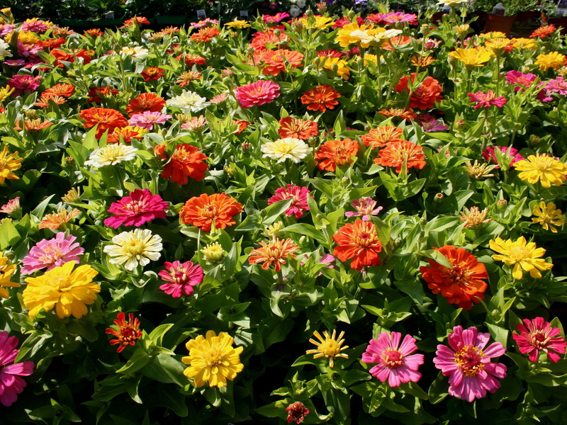 Zinnia garden flower