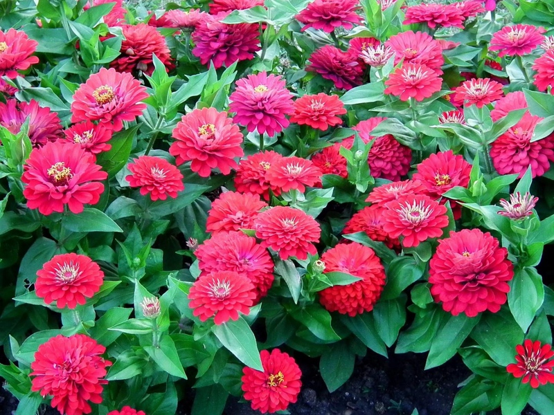 Description of garden zinnia