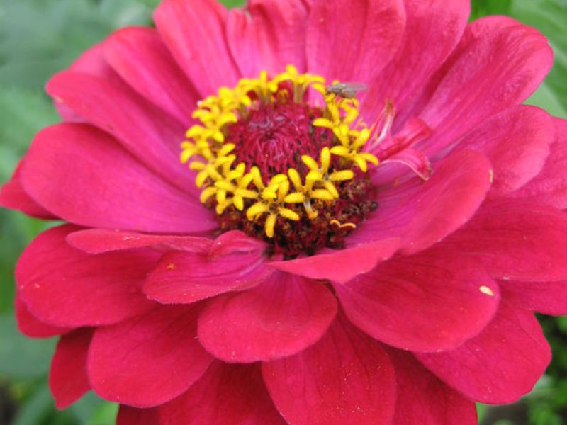 Zinnia flower care