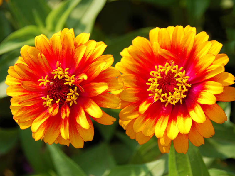 Zinnia flowers