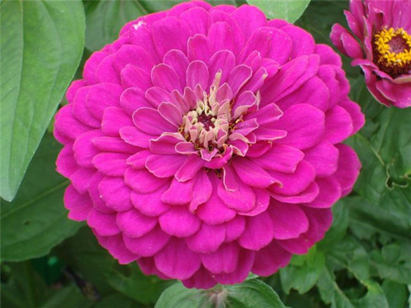 Beautiful zinnia