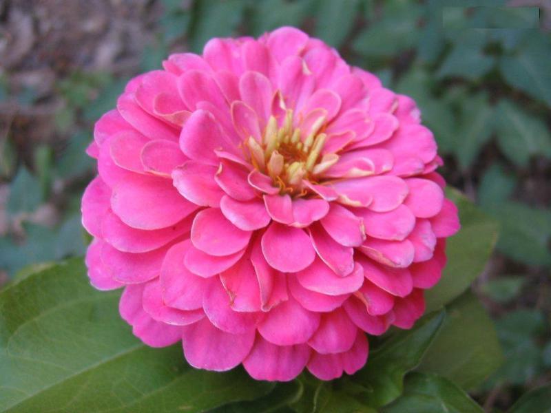 Planting zinnia in the garden