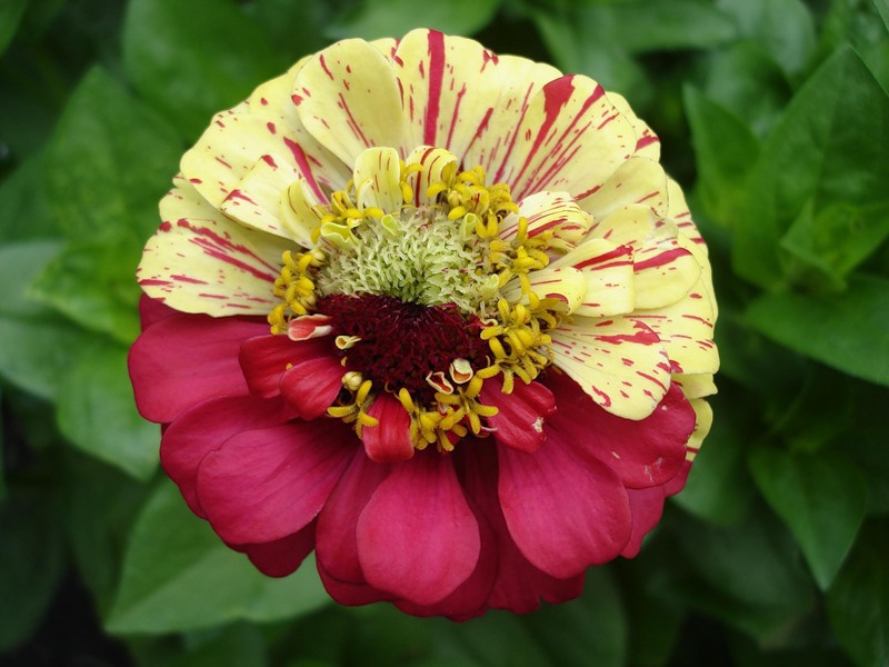 How zinnia grows