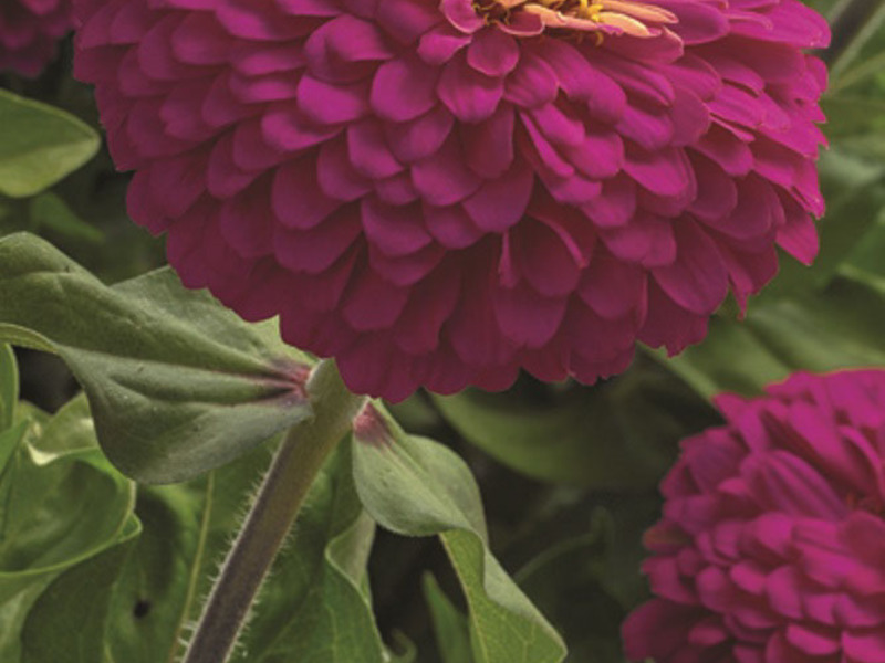 Description of the plant zinnia