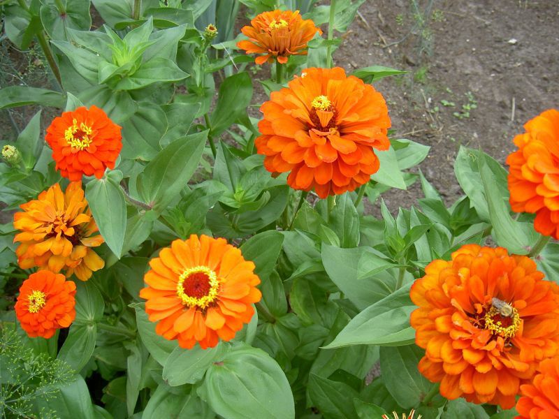 Zinnia flower melody