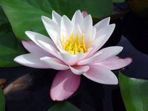 Water lily pure white