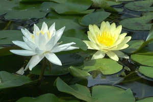 How a white water lily blooms