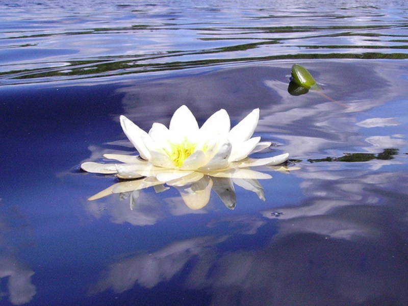 Varieties of water lilies