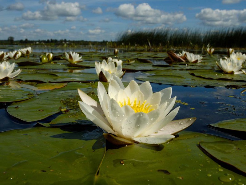 Blooming water lily