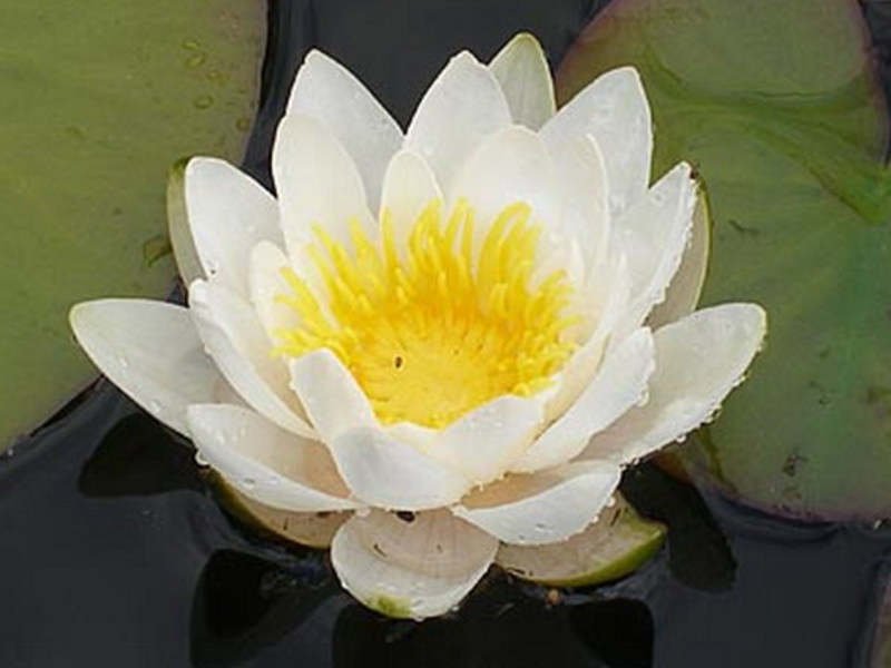 Blooming water lily