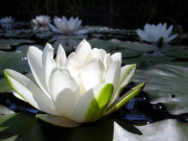 Beautiful white water lily