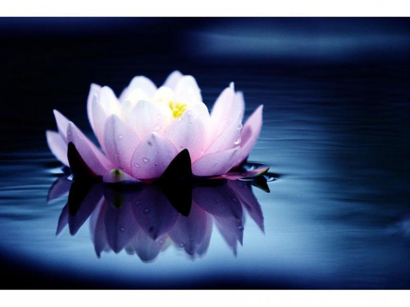 White water lily care