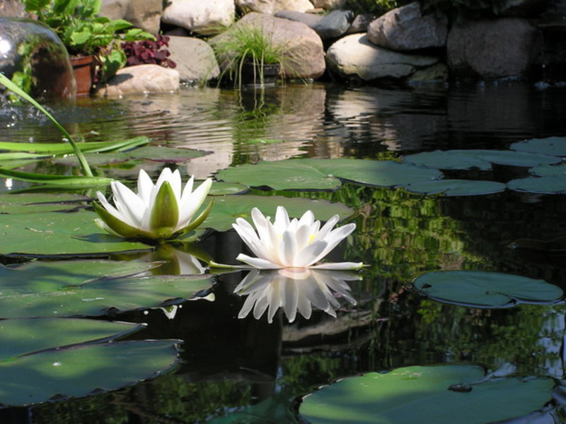 What conditions are needed for the flowering of a white water lily