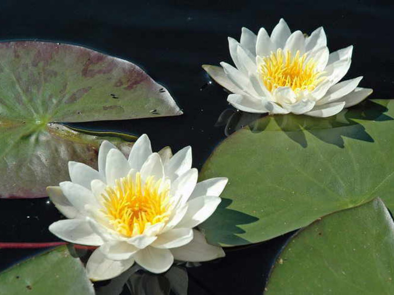 Description of blooming water lily