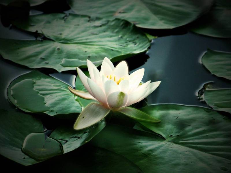 Water lily pure white